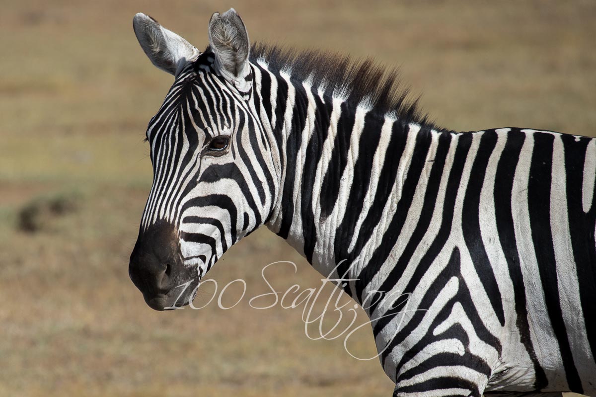 Kenya safari 16.jpg